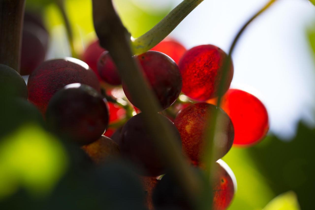 Vila I Dolci Grappoli Larino Exteriér fotografie