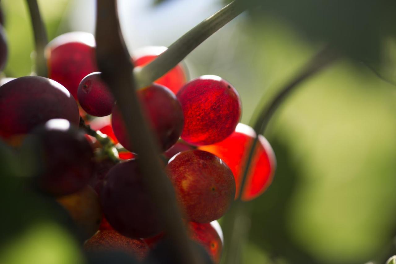 Vila I Dolci Grappoli Larino Exteriér fotografie
