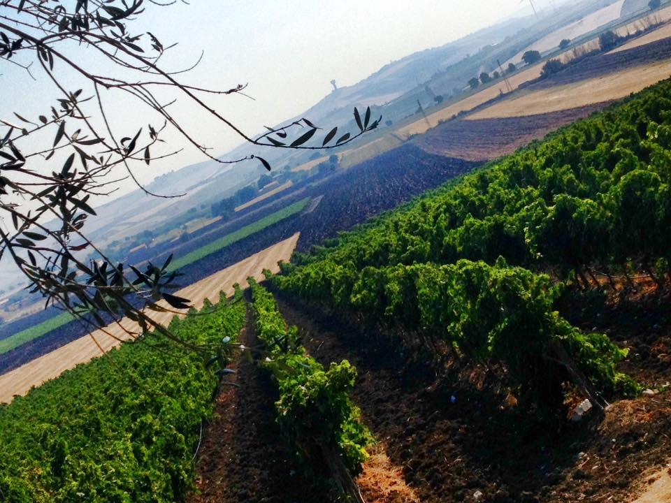 Vila I Dolci Grappoli Larino Exteriér fotografie